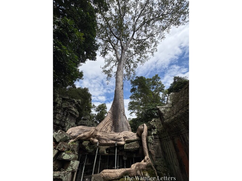 Ta Prohm jungle temple tree roots Cambodia