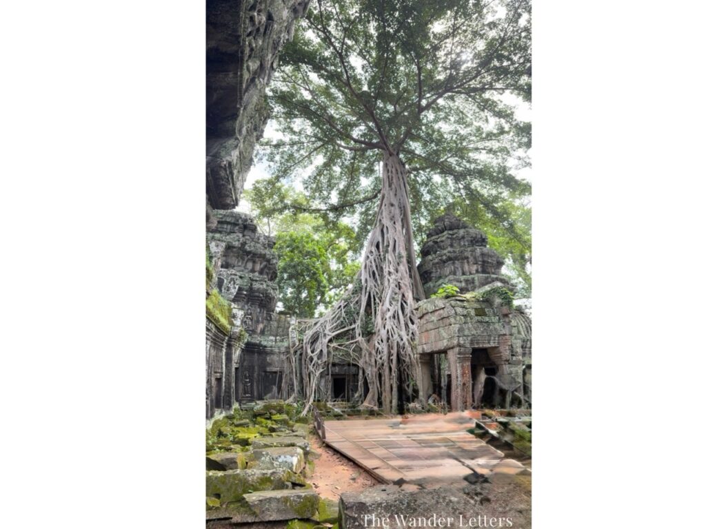 Ta Prohm jungle temple tree roots Cambodia